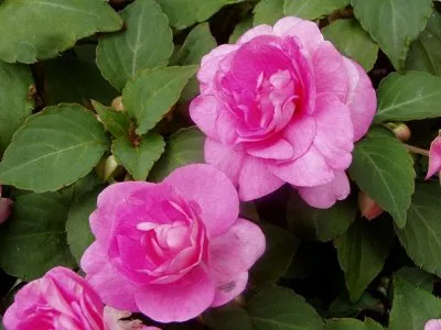 Impatiens - patria cameră de flori, descriere, fotografie