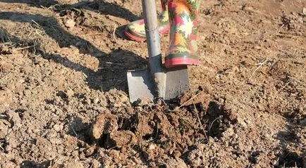 Vinete - cultivarea verzei din semințe de pat