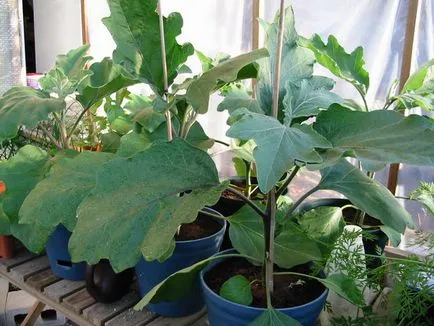 Vinete - cultivarea verzei din semințe de pat