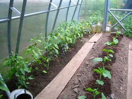 Vinetele și ardei într-o seră ca plantă și să crească împreună ca formând, fie (seră) Vinetele și ardeii într-o seră ca o plantă și să crească împreună, ca formare, fie
