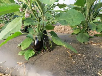 Vinetele și ardei într-o seră ca plantă și să crească împreună ca formând, fie (ardei) Vinetele și ardeii într-o seră ca o plantă și să crească împreună, ca formare, fie
