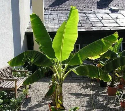 Banana, cum să crească o banana la domiciliu, flori de vis