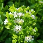Belladonna (belladonna) - descriere, proprietăți și aplicații (utilizați belladonna belladonna sau tratament) Belladonna (belladonna) - descriere, proprietăți și aplicații