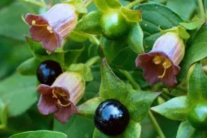 Belladonna (belladonna) - descriere, proprietăți și aplicare (plante perene) Belladonna (belladonna) - descriere, proprietăți și aplicații