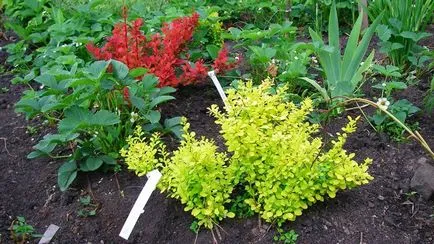 plantare agrișă și îngrijire, proprietăți și contraindicațiile utile (dracilă) plantare agrișă și îngrijire, proprietăți utile și contraindicații