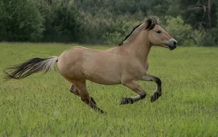 Rularea cal (mers) mers pe jos, trap, galop