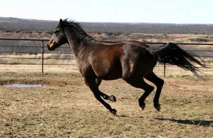 Rularea cal (mers) mers pe jos, trap, galop