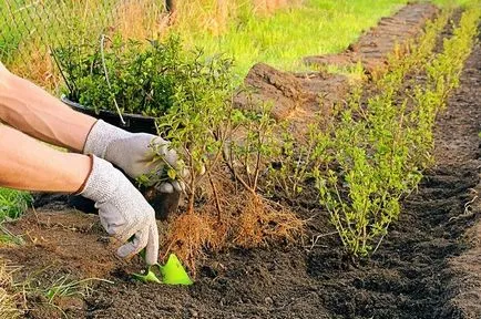 plantare și îngrijire agrișă