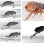 Puricii sari la fel de mare și în ceea ce privește viteza de salt