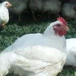 Simptome Boli broiler și tratament