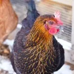 Simptome Boli broiler și tratament