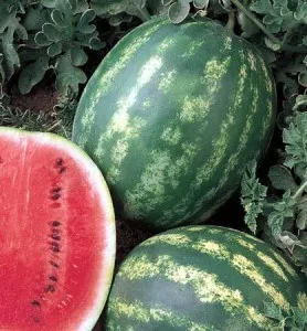 Boli pepeni verzi, regat dacha