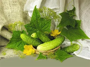 Mâncăruri de castravete - toate despre produsele alimentare și pregătirea acestuia (castraveți) Mâncăruri de castravete - toate despre produsele alimentare și pregătirea acestuia