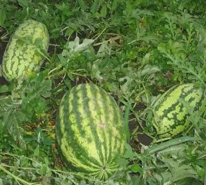 Boli pepeni verzi, regat dacha