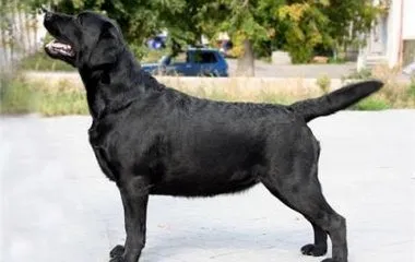 Boală de rinichi la câini