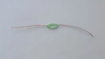 ciclamen conservatie microni