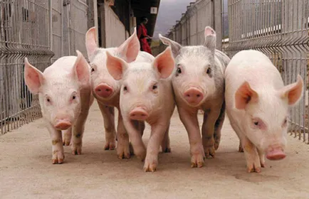Ideea de afaceri de porci pentru reproducere (august 2017) (purcei) Ideea de afaceri de porci pentru reproducere (august 2017)