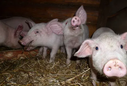 Ideea de afaceri de porci pentru reproducere (august 2017) (2017) Ideea de afaceri de porci pentru reproducere (august 2017)