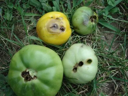 Boli și dăunători de tomate într-o seră și câmp deschis, protejarea legumelor împotriva bolilor și dăunătorilor (tomate) Boli și dăunători de tomate într-o seră și câmp deschis, protejarea legumelor împotriva bolilor și dăunătorilor