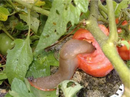 Boli și dăunători de tomate într-o seră și câmp deschis, protecția legumelor împotriva bolilor și dăunătorilor (dăunătorilor) Boli și dăunători de tomate într-o seră și câmp deschis, protejarea legumelor împotriva bolilor și dăunătorilor