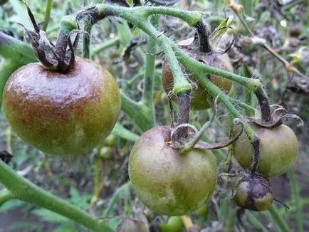 Boli și dăunători de tomate într-o seră și câmp deschis, protejarea legumelor împotriva bolilor și dăunătorilor (tomate) Boli și dăunători de tomate într-o seră și câmp deschis, protejarea legumelor împotriva bolilor și dăunătorilor