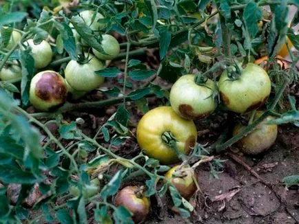 Boli și dăunători de tomate într-o seră și câmp deschis, protejarea legumelor împotriva bolilor și dăunătorilor (seră) Boli și dăunători de tomate într-o seră și câmp deschis, protejarea legumelor împotriva bolilor și dăunătorilor