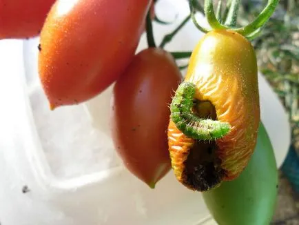 Boli și dăunători de tomate într-o seră și câmp deschis, protejarea legumelor împotriva bolilor și dăunătorilor (tomate) Boli și dăunători de tomate într-o seră și câmp deschis, protejarea legumelor împotriva bolilor și dăunătorilor