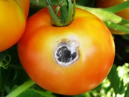 Boli și dăunători de tomate într-o seră și câmp deschis, protecția legumelor împotriva bolilor și dăunătorilor (dăunătorilor) Boli și dăunători de tomate într-o seră și câmp deschis, protejarea legumelor împotriva bolilor și dăunătorilor
