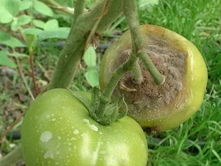 Boli și dăunători de tomate într-o seră și câmp deschis, protejarea legumelor împotriva bolilor și dăunătorilor (deschis) Boli și dăunători de tomate într-o seră și câmp deschis, protejarea legumelor împotriva bolilor și dăunătorilor