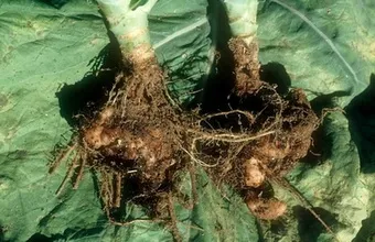 Boala clubroot varză și cum să obțineți lupta scăpa patogen