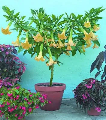 întreținerea Brugmansia și reproducere (de îngrijire) îngrijire Brugmansia și propagare