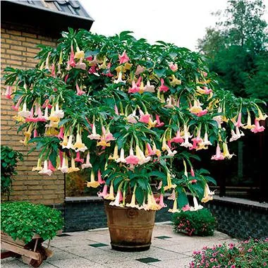 întreținerea Brugmansia și reproducere (de îngrijire) îngrijire Brugmansia și propagare