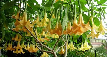 plantare Brugmansia și de îngrijire în câmp deschis precum și reproducerea în casă