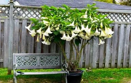 plantare Brugmansia, cultivare, îngrijire, fotografie, alege o aterizare