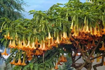 întreținerea Brugmansia și reproducerea (înmulțirea) îngrijire Brugmansia și propagare