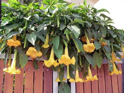 Brugmansia fotografie și specii, cultivarea și îngrijirea la domiciliu