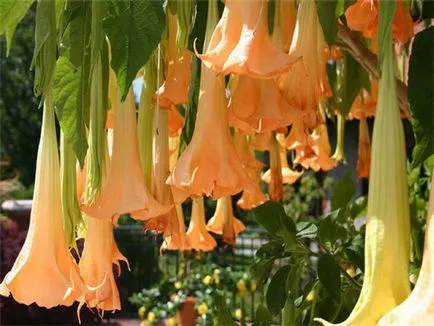 Brugmansia fotografie și specii, cultivarea și îngrijirea la domiciliu