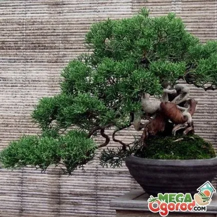 Bonsai specii și reguli de cultivare