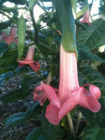 întreținerea Brugmansia și reproducerea (Brugmansia) îngrijire Brugmansia și propagare