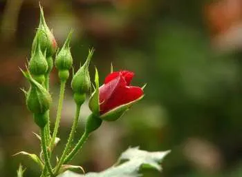 Rosebuds - descriere cu fotografii; ceai de muguri de trandafir