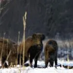 Ce mănâncă mistret (55 fotografii) de reproducere sălbatice, animale omnivor în natură, porci place să mănânce ghinde