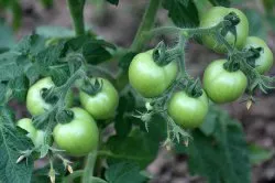 Cum și când să se hrănească roșiile - ziar Grower - editia de rețea