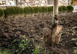 Solul proces în toamna împotriva bolilor și dăunătorilor sfaturi