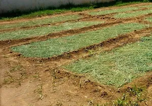 Solul proces în toamna împotriva bolilor și dăunătorilor sfaturi