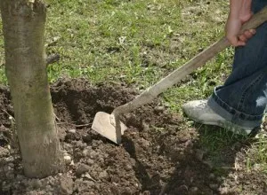 Recomandările experților de alimentare de primăvară cherry