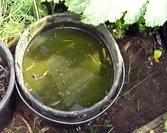 Cum și când tomate furajere (tomate) Cum și când să se hrănească roșiile