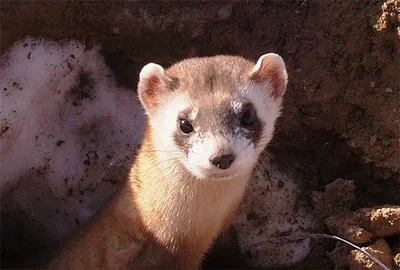 Dihorii furaje