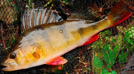 Basul alimentat, habitat, de reproducere, de pescuit pentru biban în râuri și lacuri de apă dulce (alimentat) Basul alimentat, habitat, de reproducere, de pescuit pentru biban în râuri și lacuri de apă dulce