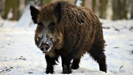 Mistretul mănâncă de sezon în natură și dietă suplimentară de furaje (Nature) Mistretul mănâncă de sezon în natură și dietă suplimentară de furaje