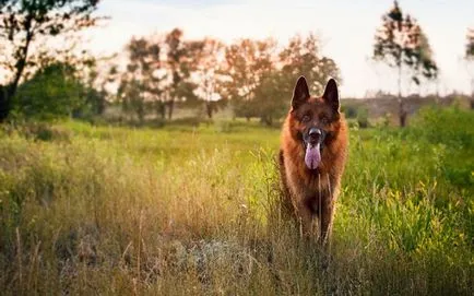 Ce să se hrănească un ciobănesc german, și cum să se uite după ea, fotografii și video (germană) Ce să se hrănească un ciobănesc german, și cum să se uite după ea, o fotografie și video